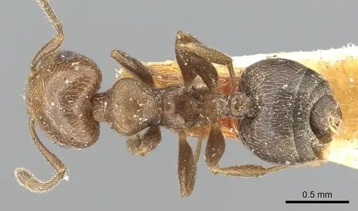Crematogaster torosa - CASENT0902161
