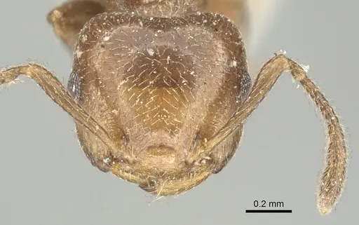 Crematogaster torosa - CASENT0902161
