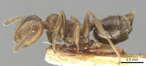 Crematogaster torosa - CASENT0902161