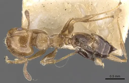 Crematogaster torosa - CASENT0902169