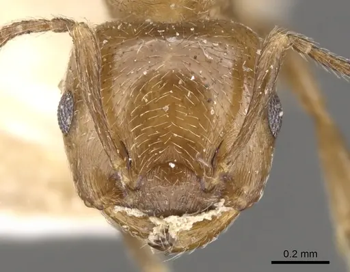 Crematogaster torosa - CASENT0902169