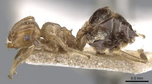 Crematogaster torosa - CASENT0902169