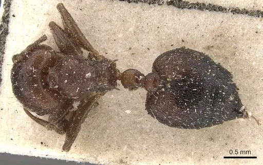 Crematogaster torosa - CASENT0908405