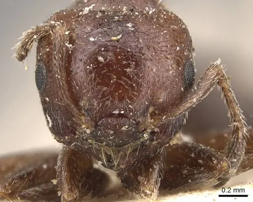 Crematogaster torosa - CASENT0908405
