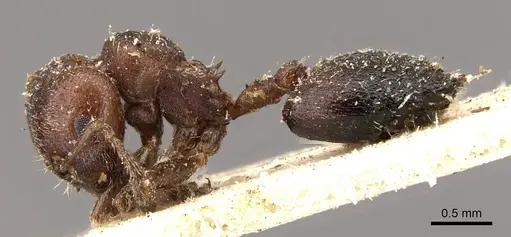 Crematogaster torosa - CASENT0908405