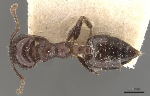 Crematogaster torosa - CASENT0908406