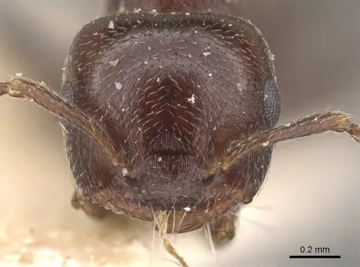Crematogaster torosa - CASENT0908406