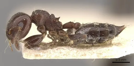 Crematogaster torosa - CASENT0908406