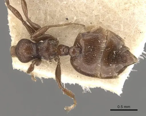 Crematogaster torosa - CASENT0908407