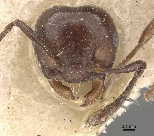 Crematogaster torosa - CASENT0908407