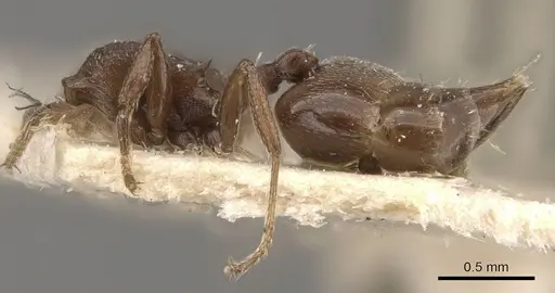 Crematogaster torosa - CASENT0908407