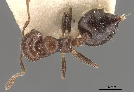 Crematogaster torosa - CASENT0908408