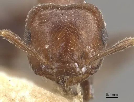 Crematogaster torosa - CASENT0908408