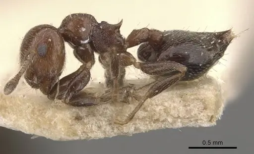 Crematogaster torosa - CASENT0908408