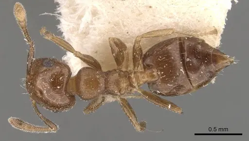Crematogaster torosa - CASENT0908409