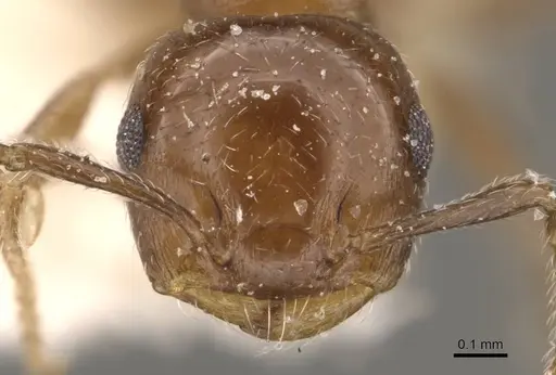 Crematogaster torosa - CASENT0908409