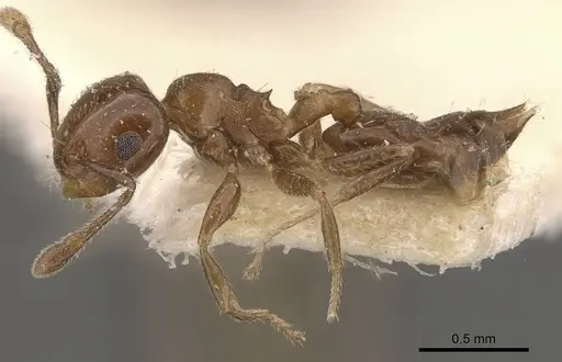 Crematogaster torosa - CASENT0908409