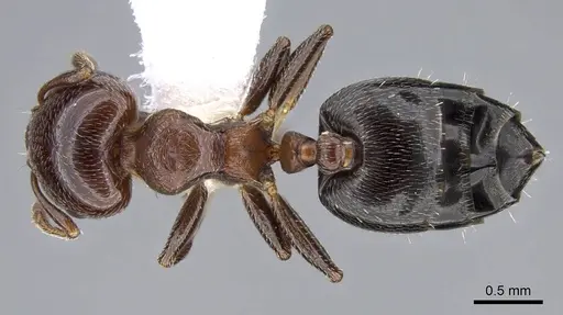Crematogaster torosa - CASENT0914649