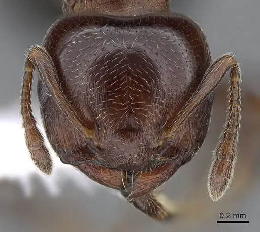 Crematogaster torosa - CASENT0914649
