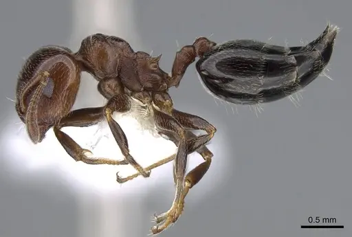 Crematogaster torosa - CASENT0914649