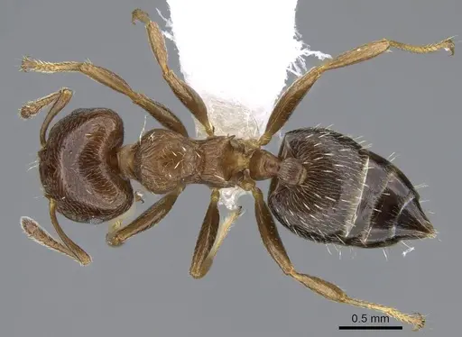 Crematogaster torosa - CASENT0914650