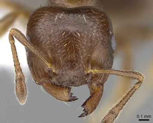 Crematogaster torosa - CASENT0914650
