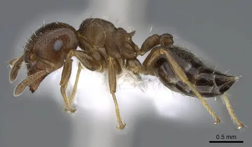 Crematogaster torosa - CASENT0914650