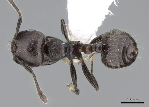 Crematogaster torosa - CASENT0914651