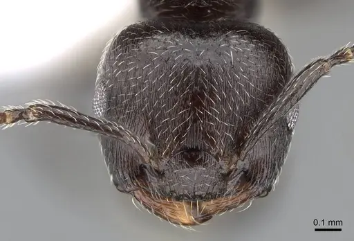 Crematogaster torosa - CASENT0914651