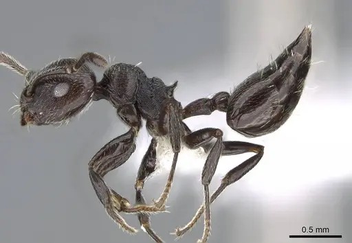 Crematogaster torosa - CASENT0914651