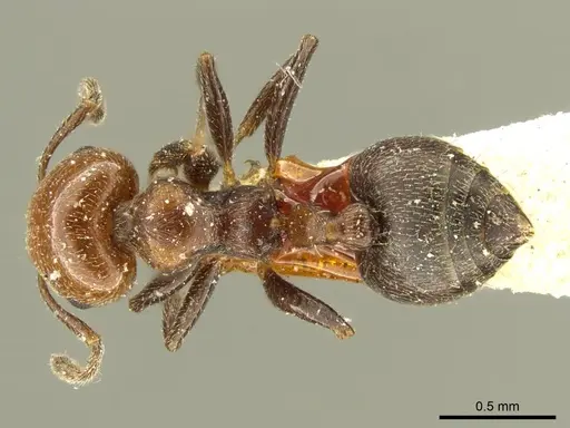 Crematogaster torosa - CASENT0919709