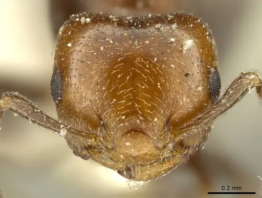 Crematogaster torosa - CASENT0919709