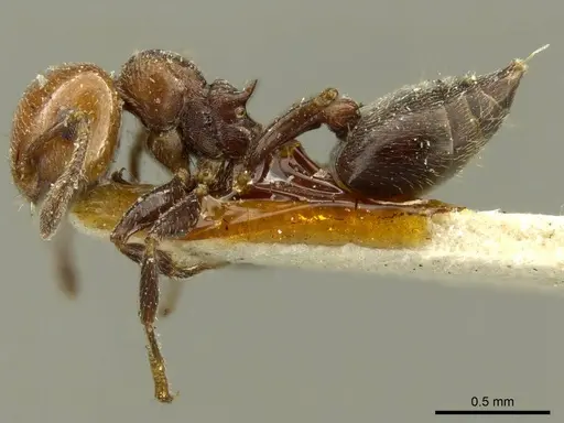 Crematogaster torosa - CASENT0919709