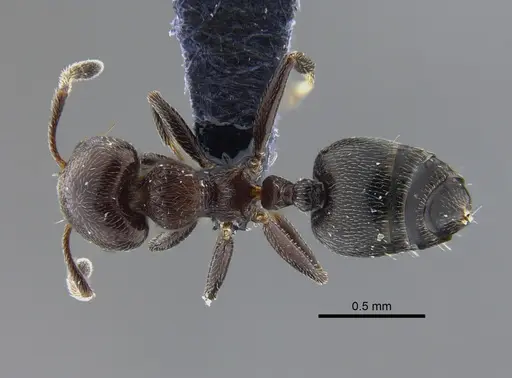 Crematogaster torosa - CBUMAGENT41928