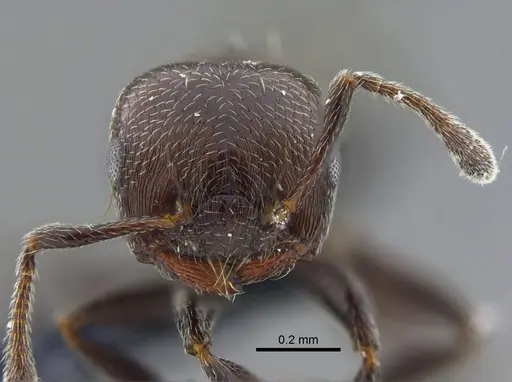 Crematogaster torosa - CBUMAGENT41928