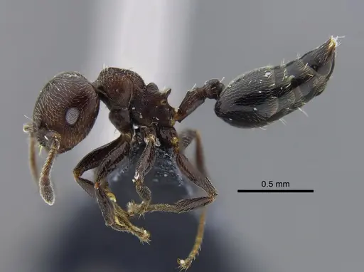 Crematogaster torosa - CBUMAGENT41928