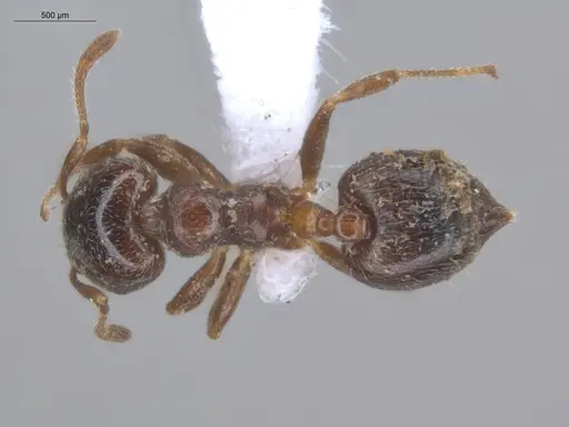 Crematogaster torosa - ECOFOG-MI15-0164-25