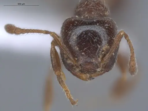 Crematogaster torosa - ECOFOG-MI15-0164-25