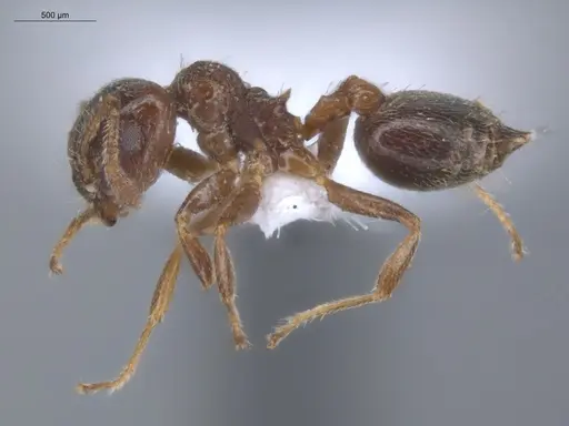 Crematogaster torosa - ECOFOG-MI15-0164-25