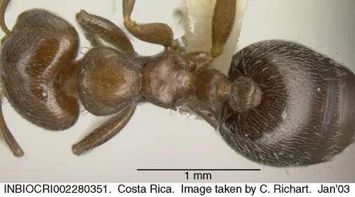 Crematogaster torosa - INBIOCRI002280351