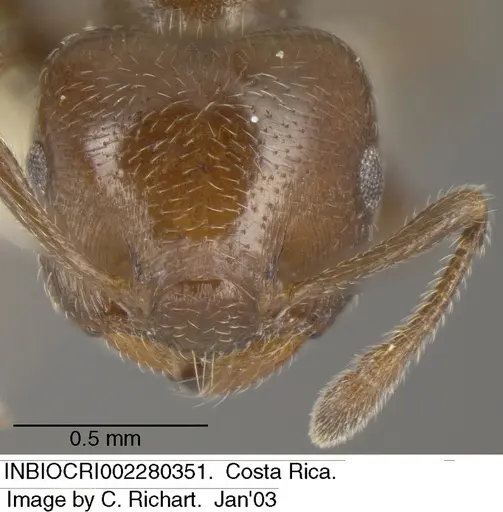 Crematogaster torosa - INBIOCRI002280351