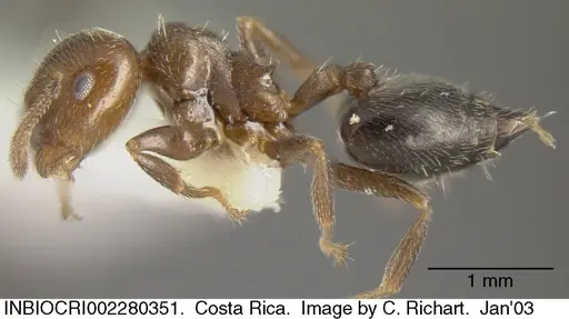 Crematogaster torosa - INBIOCRI002280351