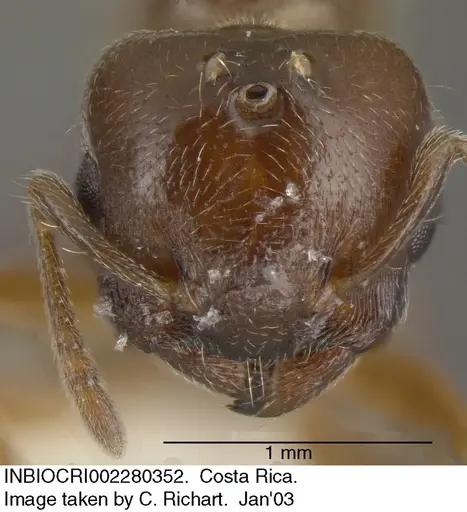 Crematogaster torosa - INBIOCRI002280352