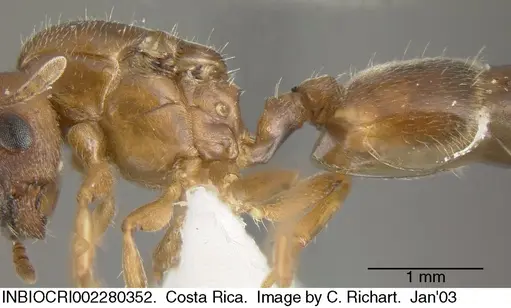 Crematogaster torosa - INBIOCRI002280352