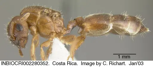 Crematogaster torosa - INBIOCRI002280352