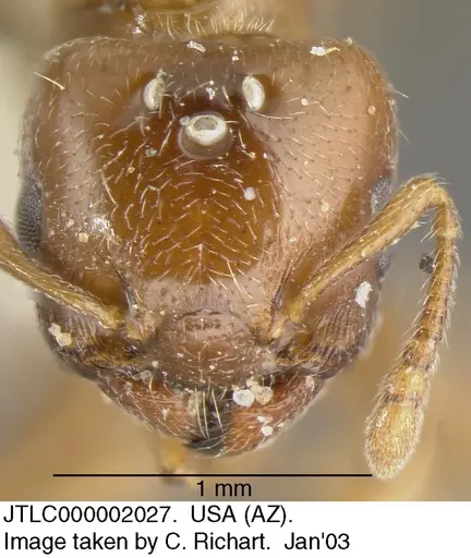 Crematogaster torosa - JTLC000002027