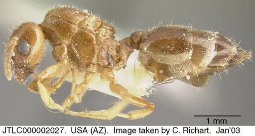 Crematogaster torosa - JTLC000002027