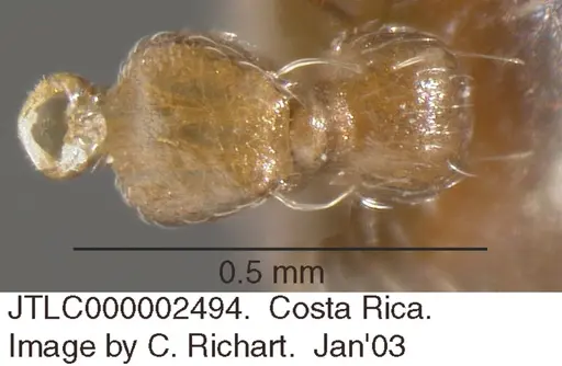 Crematogaster torosa - JTLC000002494