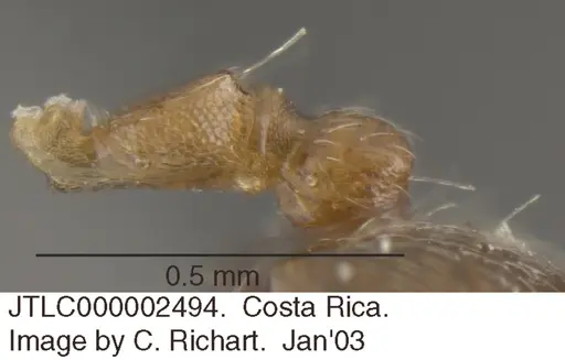 Crematogaster torosa - JTLC000002494