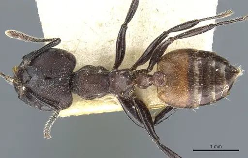 Crematogaster transiens specimen